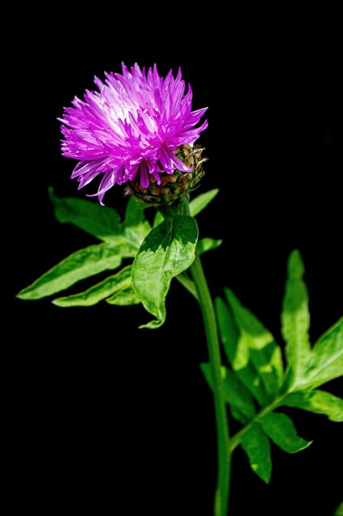 thorn, weed, wildflowers-7243922.jpg